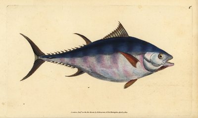 Atlantische blauwvintonijn, Thunnus thynnus (bedreigd). Tonijn, Scomber thynnus. Handgekleurde koperplaat getekend en gegraveerd door Edward Donovan uit zijn Natural History of British Fishes, Donovan en F.C. en J. Rivington, Londen door Edward Donovan