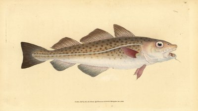 Atlantische kabeljauw of kabeljauw. Gadus morhua. Kwetsbaar. Handgekleurde koperplaat getekend en gegraveerd door Edward Donovan uit zijn Natural History of British Fishes, Donovan en F.C. en J. Rivington, Londen door Edward Donovan