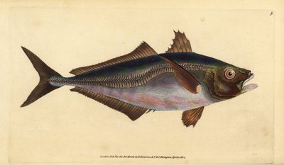 Atlantische horsmakreel, Trachurus trachurus (Horsmakreel, Scomber trachurus). Handgekleurde kopergravure getekend en gegraveerd door Edward Donovan uit zijn Natural History of British Fishes, Donovan en F.C. en J. Rivington, Londen door Edward Donovan