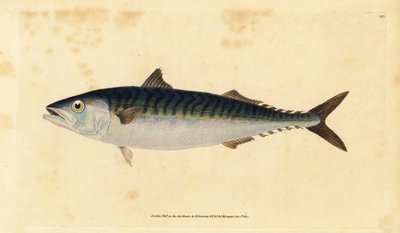 Atlantische makreel, Scomber scombrus door Edward Donovan