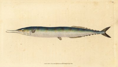 Atlantische makreel, Scomberesox saurus saurus door Edward Donovan