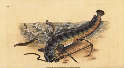 Atlantische zeewolf, Anarhichas lupus door Edward Donovan
