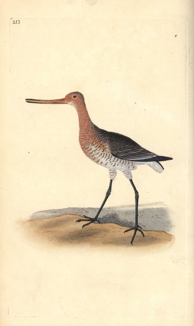 Rosse grutto (vrouwtje), Limosa lapponica. Handgekleurde koperplaat getekend en gegraveerd door Edward Donovan uit zijn eigen 