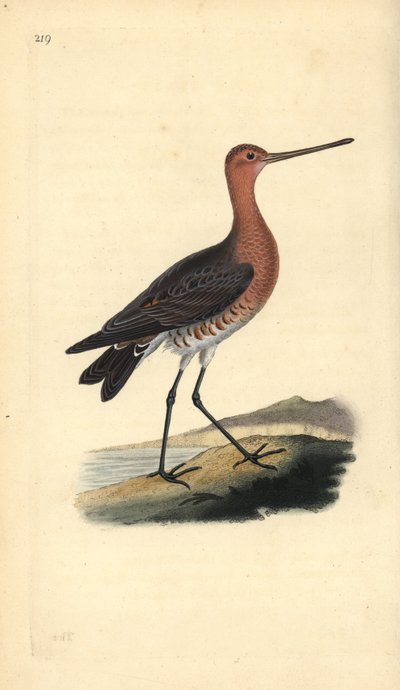 Rosse grutto (mannetje), Limosa lapponica door Edward Donovan
