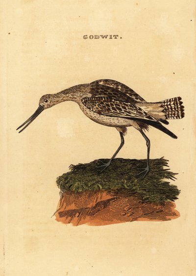 Rosse grutto, Limosa lapponica door Edward Donovan