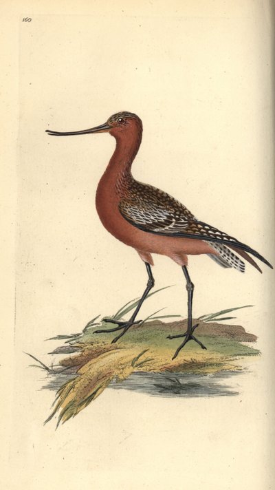 Rosse grutto, Limosa lapponica door Edward Donovan