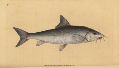 Barbeel, bebaarde barbeel (Cyprinus bebaarde). Handgekleurde koperplaat getekend en gegraveerd door Edward Donovan uit zijn Natural History of British Fishes, Donovan en F.C. en J. Rivington, Londen door Edward Donovan