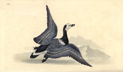 Brandgans, Branta leucopsis door Edward Donovan