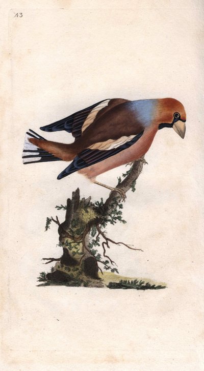 Grote beukenkern. Coccothraustes. Kopergravure door Edward Donovan, gepubliceerd in Histoire naturelle des oiseaux britanniques, Londen door Edward Donovan