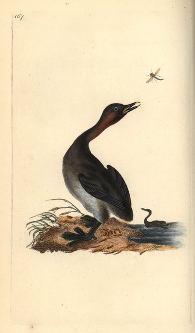 Zwartkinfuut, Podiceps hebridicus (Dodaars, Tachybaptus ruficollis?) door Edward Donovan