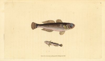 Zwarte grondel, Gobius niger door Edward Donovan