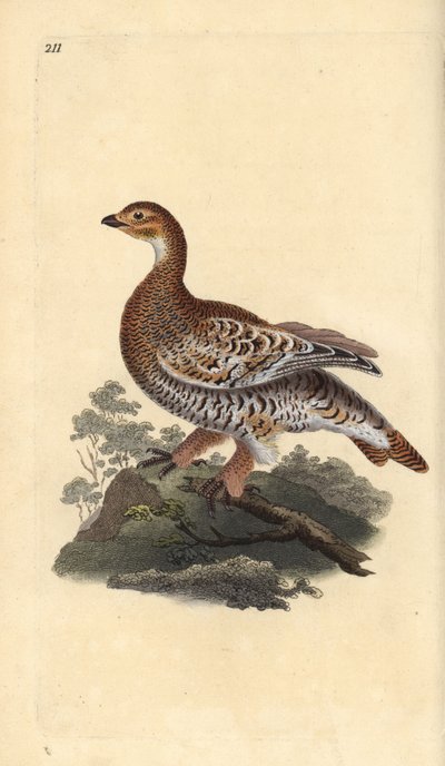 Korhoen, Tetrao tetrix door Edward Donovan