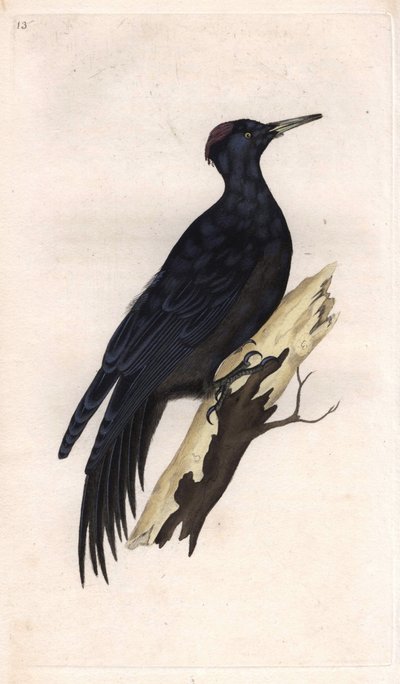 Zwarte specht. Dryocopus martius (Picus martius). Kopergravure door Edward Donovan (1768-1837), gepubliceerd in Histoire naturelle des oiseaux britanniques, Londen door Edward Donovan