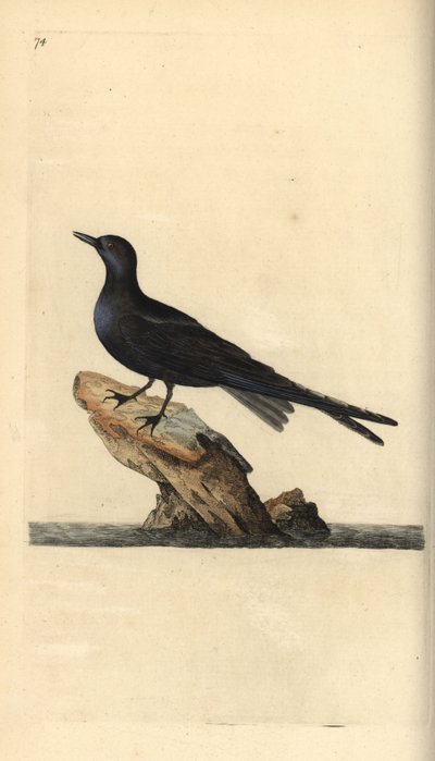 Zwarte stern, Chlidonias niger. Handgekleurde koperplaat getekend en gegraveerd door Edward Donovan uit zijn eigen Natural History of British Birds, Londen door Edward Donovan