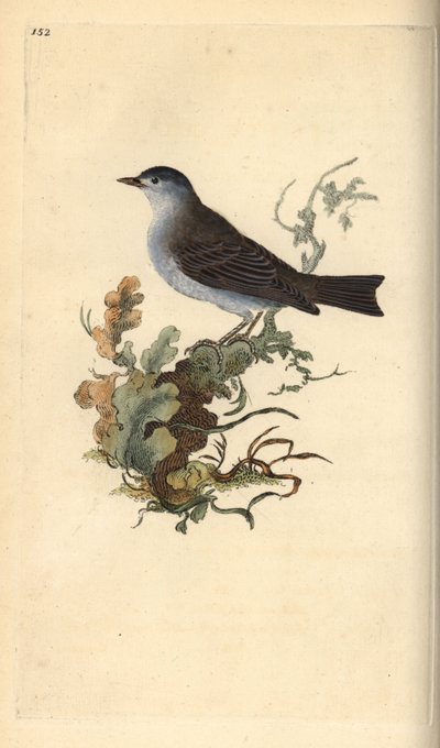 Zwartkop, Sylvia atricapilla. Handgekleurde koperplaat getekend en gegraveerd door Edward Donovan uit zijn eigen Natural History of British Birds, Londen door Edward Donovan