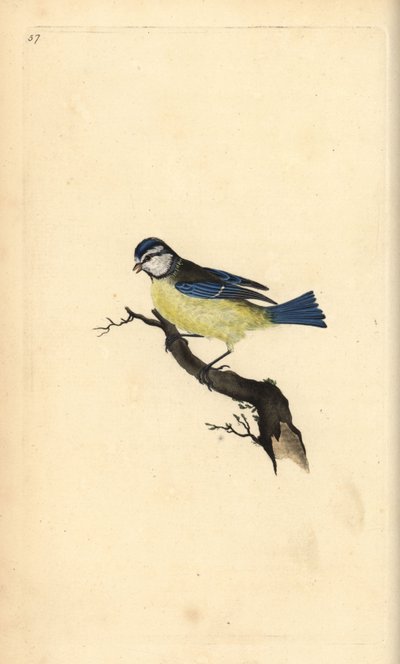 Pimpelmees, Cyanistes caeruleus. Handgekleurde koperplaat getekend en gegraveerd door Edward Donovan uit zijn eigen Natural History of British Birds, Londen door Edward Donovan