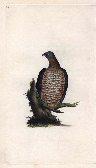 Wespendief. Pernis apivorus. Kopergravure door Edward Donovan (1768-1837), gepubliceerd in Histoire naturelle des oiseaux britanniques, Londen door Edward Donovan