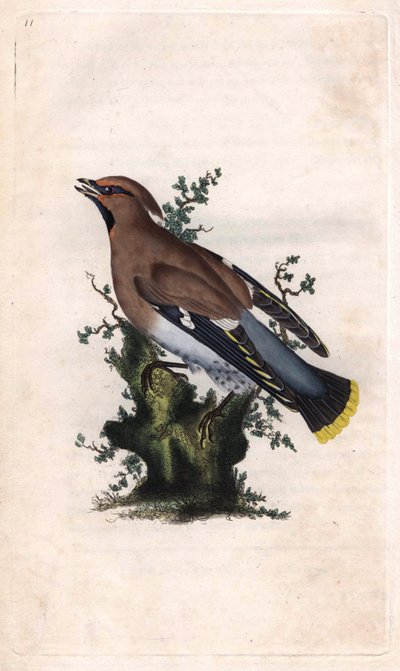 Pestvogel, Bombycilla garrulus door Edward Donovan