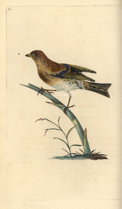 Keep, Fringilla montifringilla. Handgekleurde koperplaat getekend en gegraveerd door Edward Donovan uit zijn eigen Natural History of British Birds, Londen door Edward Donovan