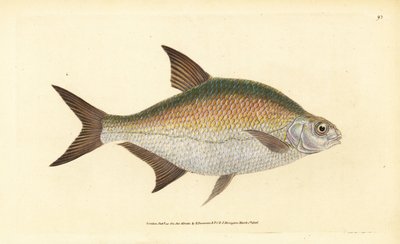 Brasem, Abramis brama (Cyprinus brama). Handgekleurde kopergravure getekend en gegraveerd door Edward Donovan uit zijn Natural History of British Fishes, Donovan en F.C. en J. Rivington, Londen door Edward Donovan
