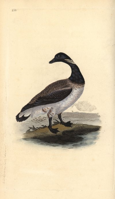 Rotgans, Branta bernicla. Handgekleurde koperplaat getekend en gegraveerd door Edward Donovan uit zijn eigen Natural History of British Birds, Londen door Edward Donovan