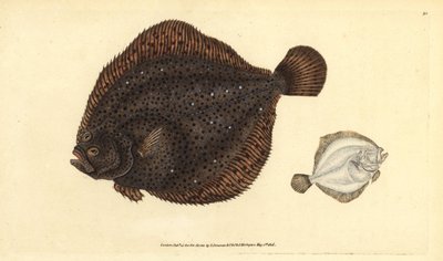 Griet of parel, Scophthalmus rhombus (Pleuronectes rhombus). Handgekleurde kopergravure getekend en gegraveerd door Edward Donovan uit zijn Natural History of British Fishes, Donovan en F.C. en J. Rivington, Londen door Edward Donovan