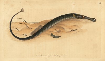 Breedneus of kortere zeenaald. Syngnathus typhle. Handgekleurde kopergravure getekend en gegraveerd door Edward Donovan uit zijn Natural History of British Fishes, Donovan en F.C. en J. Rivington, Londen door Edward Donovan