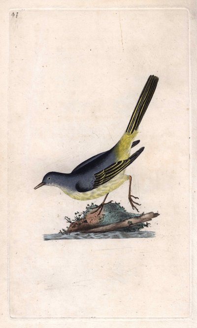Grote gele kwikstaart, Motacilla cinerea door Edward Donovan