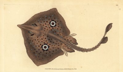 Bruine rog of spiegelrog, Raja miraletus. Handgekleurde koperplaat getekend en gegraveerd door Edward Donovan uit zijn Natural History of British Fishes, Donovan en F.C. en J. Rivington, Londen door Edward Donovan