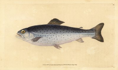 Bruine forel, Salmo trutta (Sewen, Salmo cambricus). Handgekleurde koperplaat getekend en gegraveerd door Edward Donovan uit zijn Natural History of British Fishes, Donovan en F.C. en J. Rivington, Londen door Edward Donovan