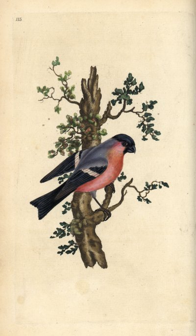 Goudvink, Pyrrhula pyrrhula. Handgekleurde kopergravure uit 