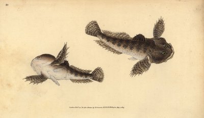 Rivierdonderpad, Cottus gobio door Edward Donovan