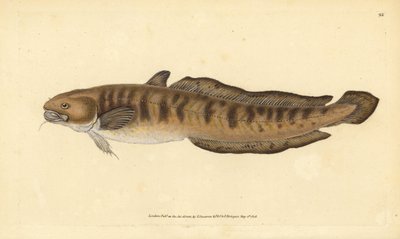 Kwabaal, Lota lota (Gadus lota). Handgekleurde kopergravure getekend en gegraveerd door Edward Donovan uit zijn Natural History of British Fishes, Donovan en F.C. en J. Rivington, Londen door Edward Donovan