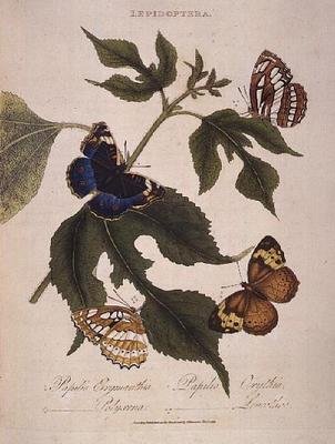 Vlinders: Papilio Erymanthis; Papilio Orythia; Papilio Polyxena; Papilio Leucothoe, uitgegeven door de kunstenaar door Edward Donovan
