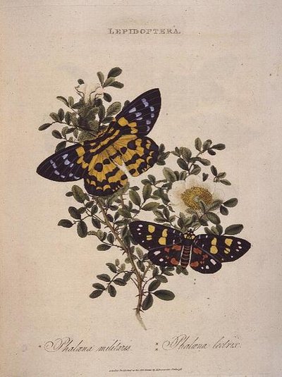Vlinders: Phalaena Militaris, Phalaena Lectrix, uitgegeven door de kunstenaar door Edward Donovan