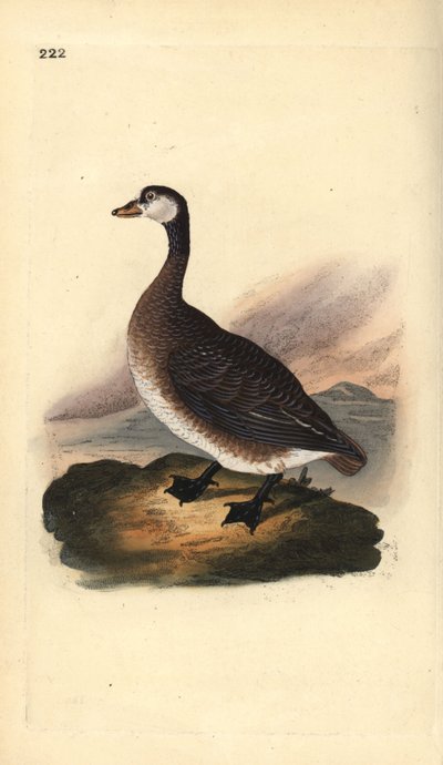 Canadese gans, Branta canadensis. Handgekleurde koperplaat getekend en gegraveerd door Edward Donovan uit zijn eigen Natural History of British Birds, Londen door Edward Donovan