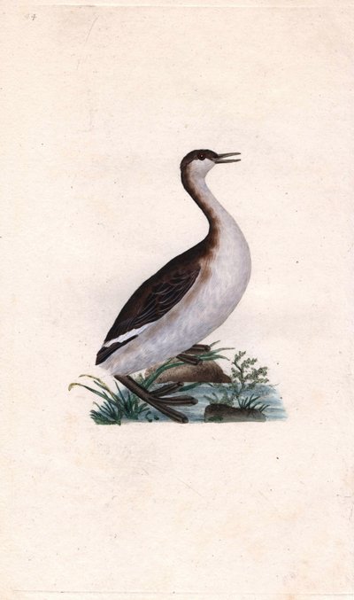 Dodaars, Tachybaptus ruficollis door Edward Donovan