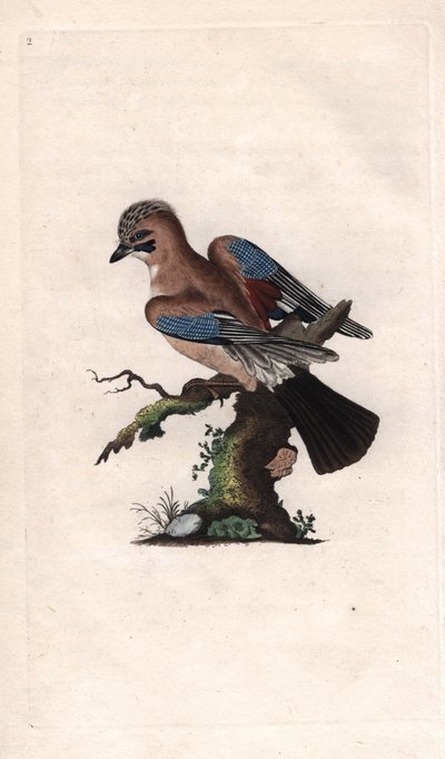 Gaai. Garrulus glandarius. Kopergravure door Edward Donovan (1768-1837), gepubliceerd in Histoire naturelle des oiseaux britanniques, Londen door Edward Donovan