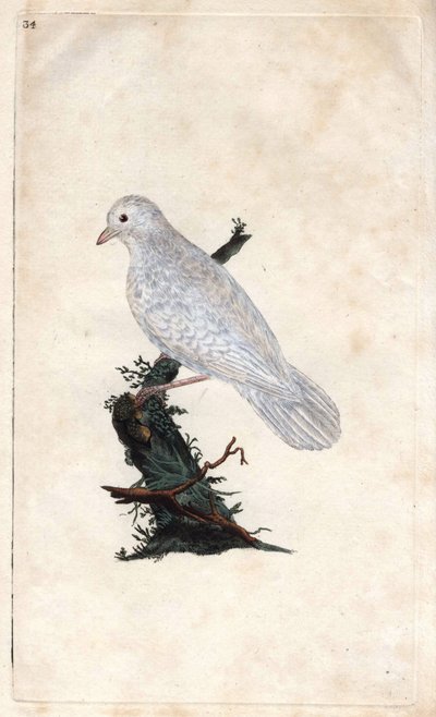 Chenes gaai. Garrulus glandarius. Kopergravure door Edward Donovan (1768-1837), gepubliceerd in Histoire naturelle des oiseaux britanniques, Londen door Edward Donovan