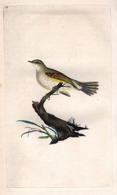 Fitis. Phylloscopus trochilus (Motacilla trochilus). Kopergravure door Edward Donovan (1768-1837), gepubliceerd in Histoire naturelle des oiseaux britanniques, Londen door Edward Donovan