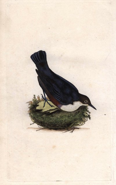 Waterspreeuw. Cinclus cinclus (Sturnus cinclus) door Edward Donovan