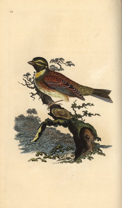 Cirlgors, Emberiza cirlus. Handgekleurde kopergravure uit 