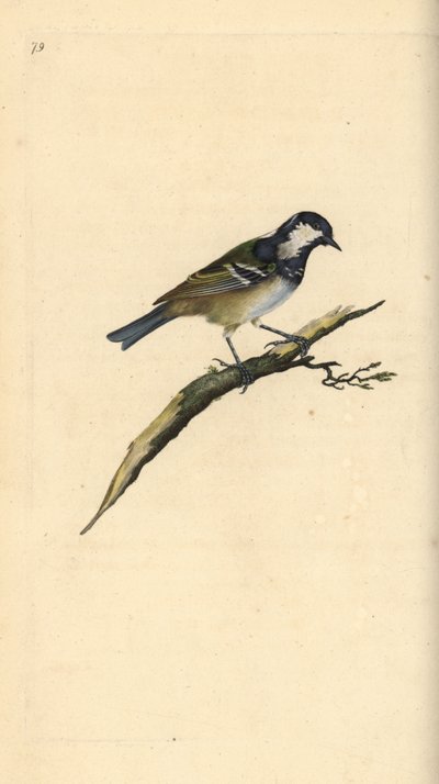 Zwarte mees, Periparus ater. Handgekleurde koperplaat getekend en gegraveerd door Edward Donovan uit zijn eigen Natural History of British Birds, Londen door Edward Donovan