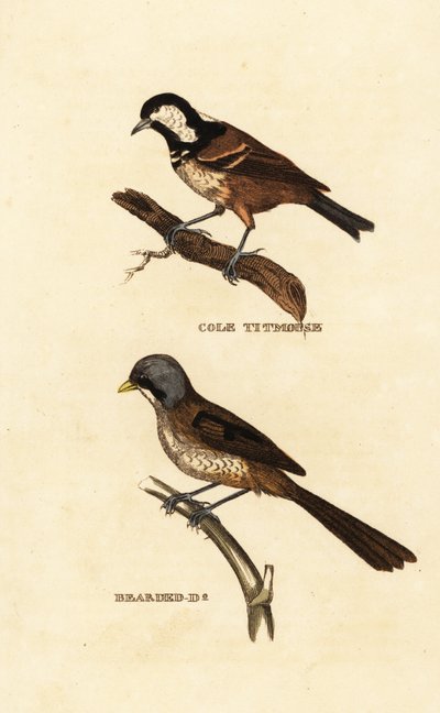 Zwarte mees, Parus ater, en baardman, Panurus biarmicus door Edward Donovan