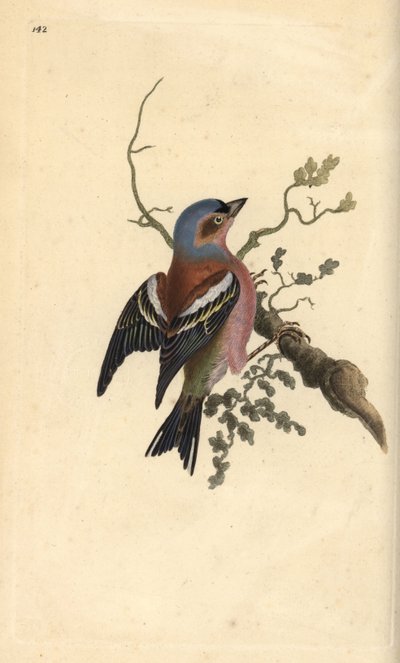 Vink, Fringilla coelebs. Handgekleurde koperplaat getekend en gegraveerd door Edward Donovan uit zijn eigen Natural History of British Birds, Londen door Edward Donovan