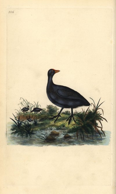 Meerkoet, Fulica atra door Edward Donovan