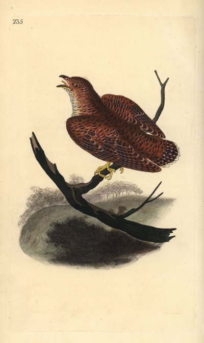 Koekoek (juveniel), Cuculus canorus door Edward Donovan