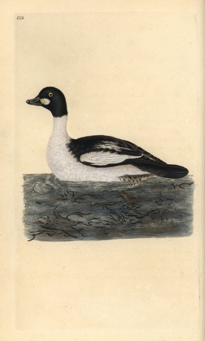 Brilduiker, Bucephala clangula. Handgekleurde kopergravure uit 