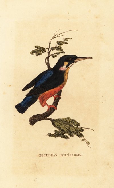 IJsvogel, Alcedo atthis door Edward Donovan