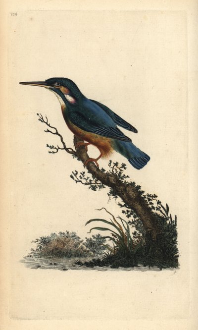 IJsvogel, Alcedo atthis door Edward Donovan